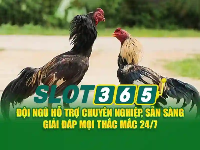 Slot365 là gì và vì sao được người chơi yêu thích
