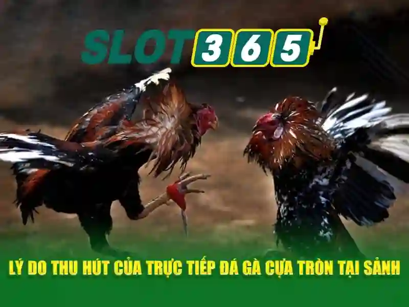 An toàn, giấy phép và hỗ trợ khách hàng