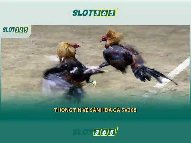 Slot365 - Đánh giá và trải nghiệm cá cược trực tuyến