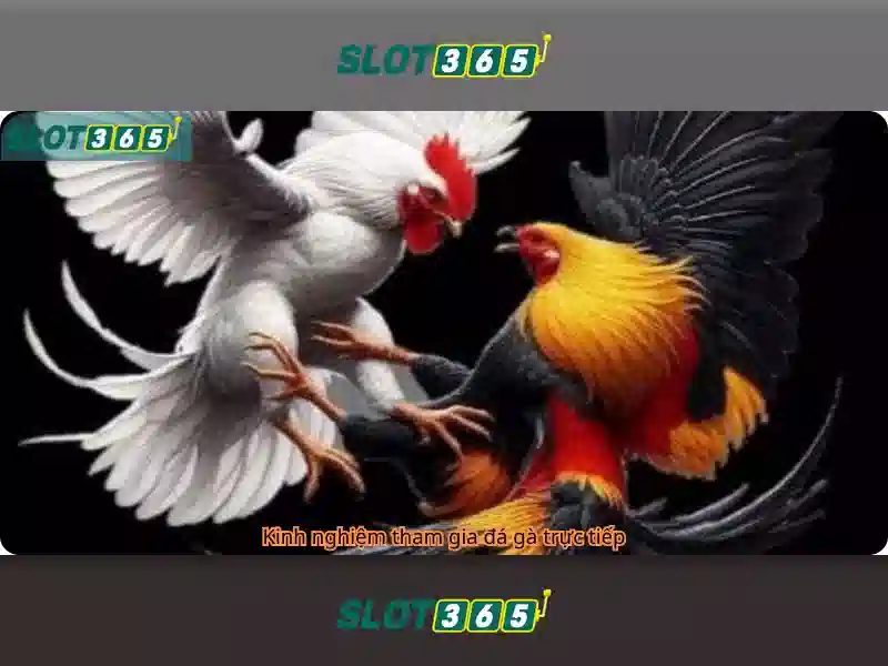 Slot365 - Một nền tảng casino trực tuyến đáng tin cậy