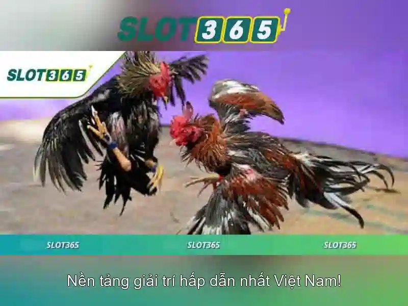 Slot365 là gì?